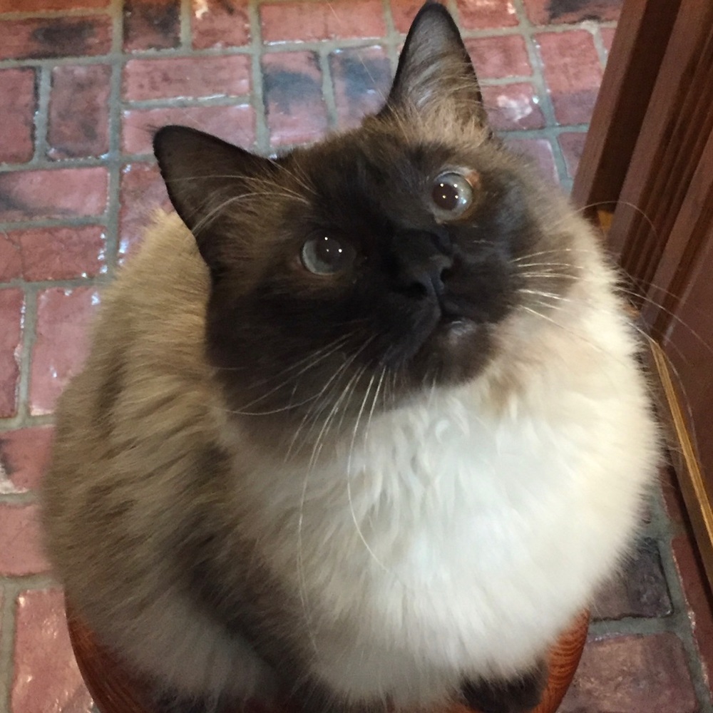 Meet your Posher, Ellen